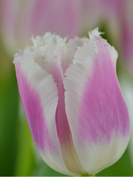 Tulip Frill Hawaii - Tulips - Flowers and Fillers - Flowers by category